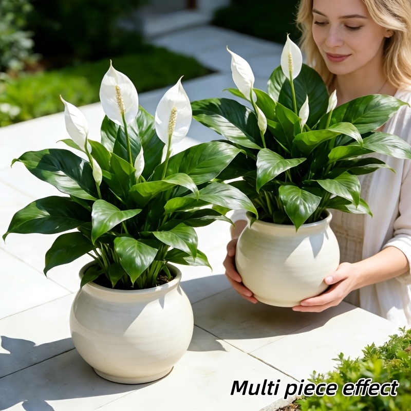2 Pieces = 6 Flowers, Vase Not – Peace Lily White recenzja i cena
