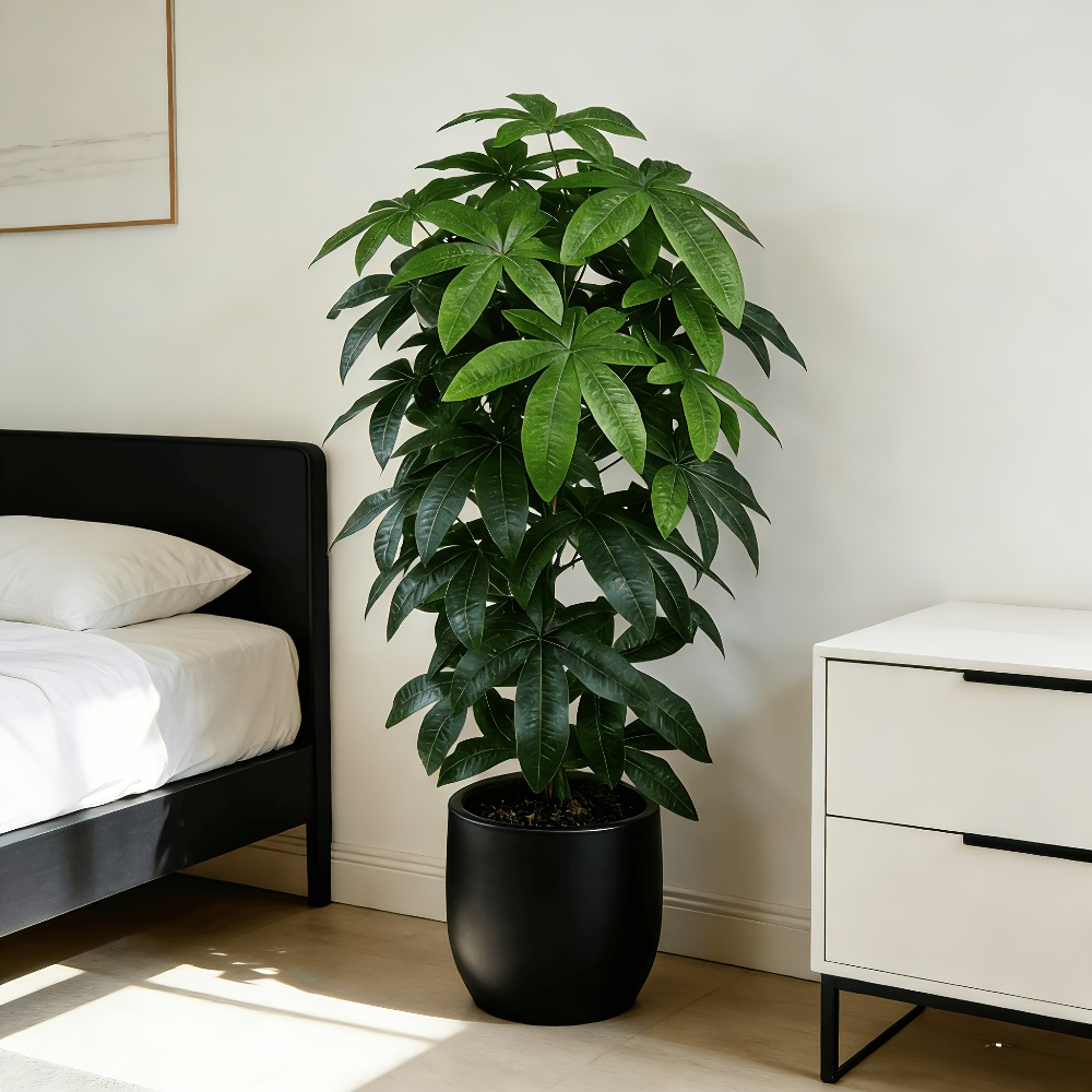 An Artificial Money Tree Pachi – Fiddle Leaf Fig recenzja i cena